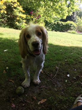 monty having a walk