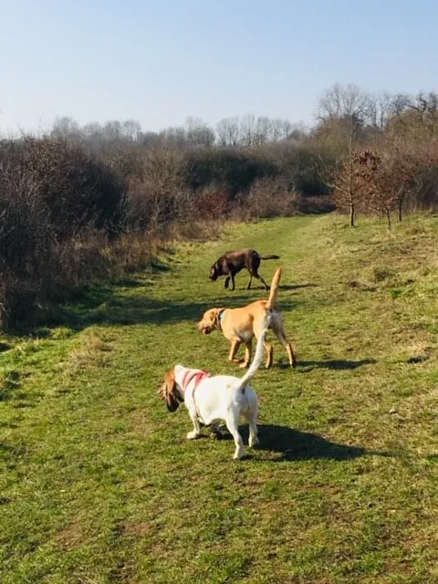 Dog Walking Haslemere